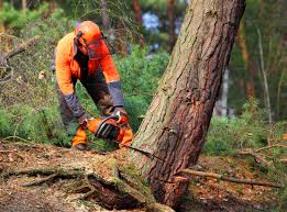 Professional Tree Services in Aledo, IL